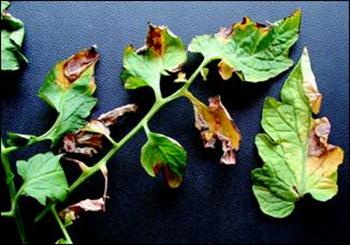 پژمردگی ورتیسلیومی پنبه